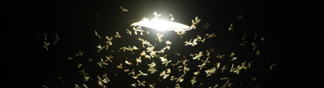 Revoada de cupim em São Paulo 24 HORAS